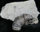 Horn Coral, Devonian Aged From New York #5760-1